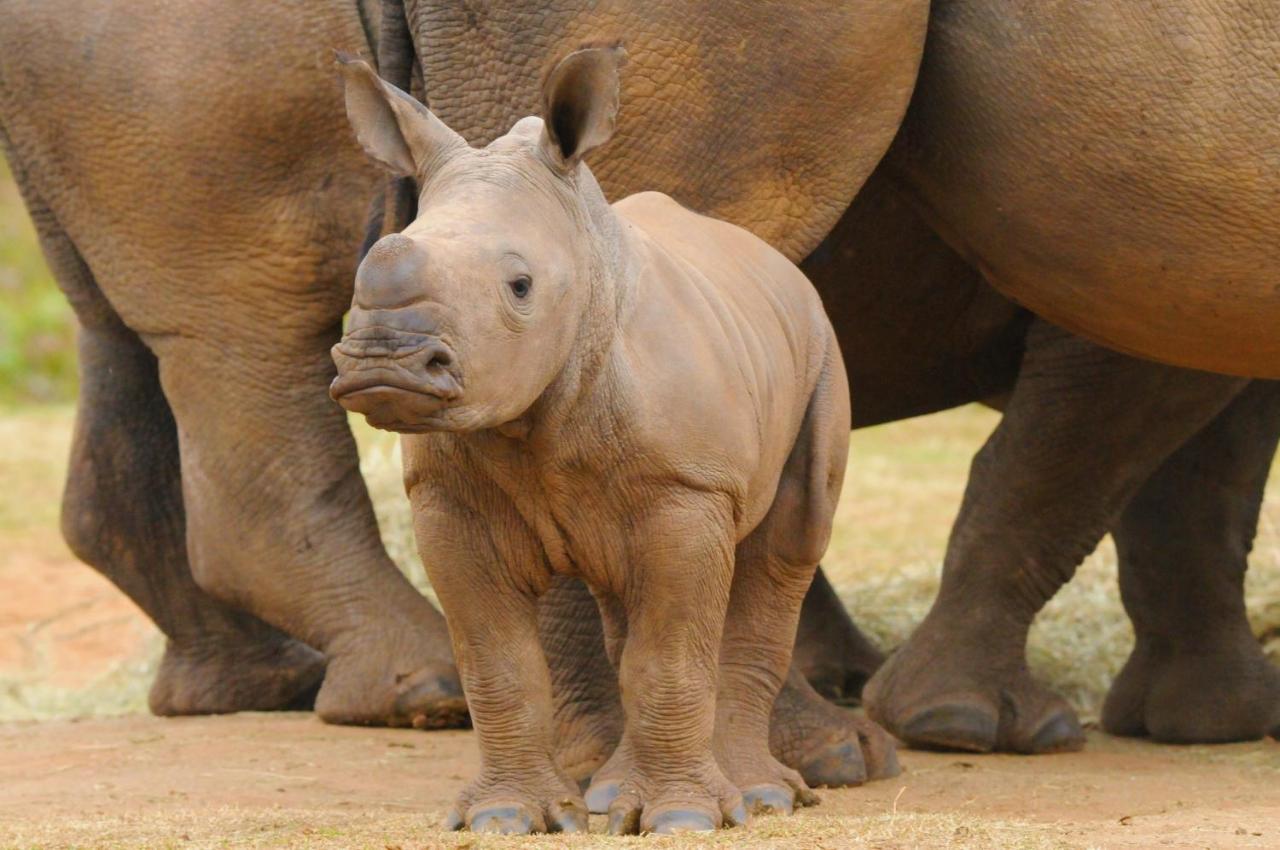 Botlierskop Private Game Reserve Reebok Luaran gambar