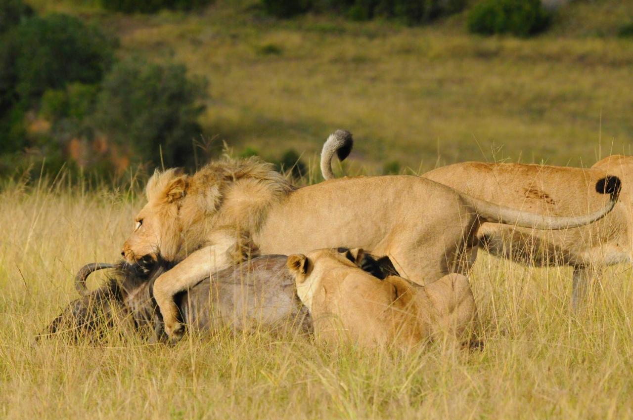 Botlierskop Private Game Reserve Reebok Luaran gambar