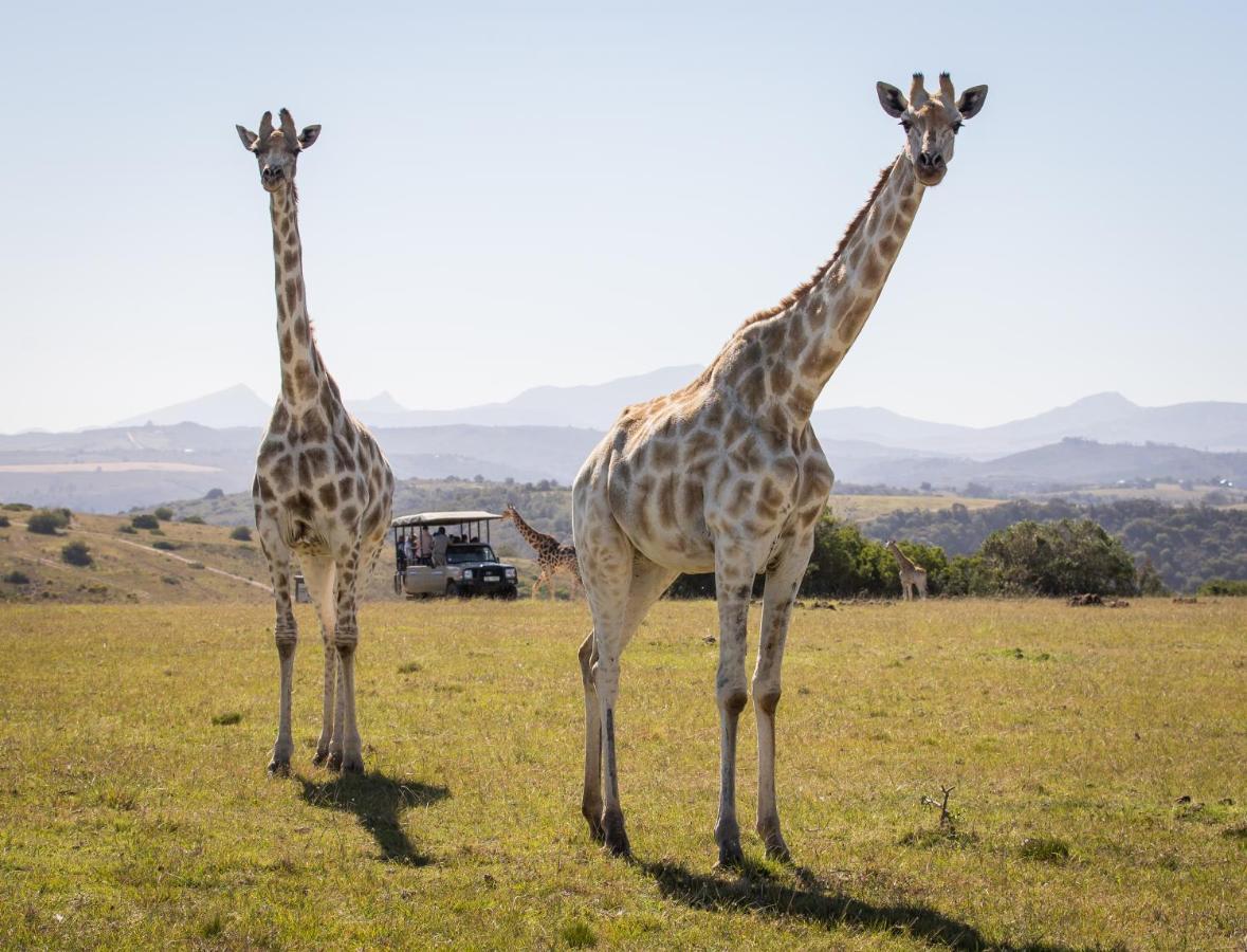 Botlierskop Private Game Reserve Reebok Luaran gambar