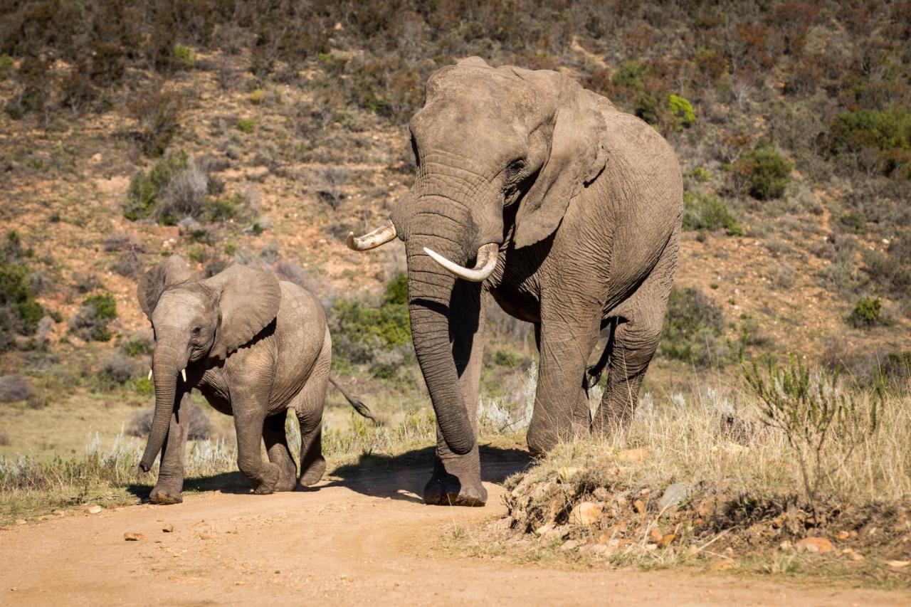 Botlierskop Private Game Reserve Reebok Luaran gambar