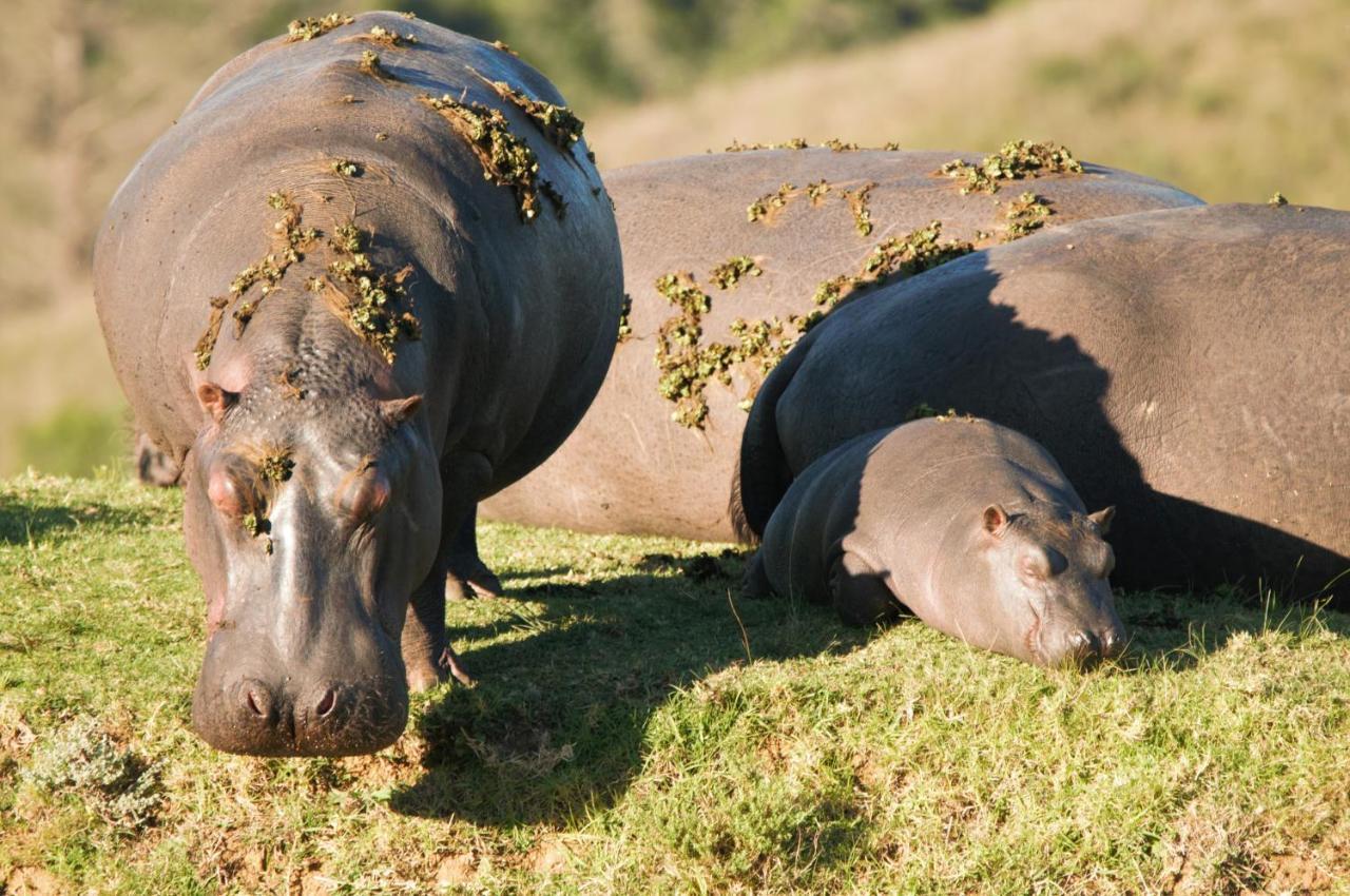 Botlierskop Private Game Reserve Reebok Luaran gambar