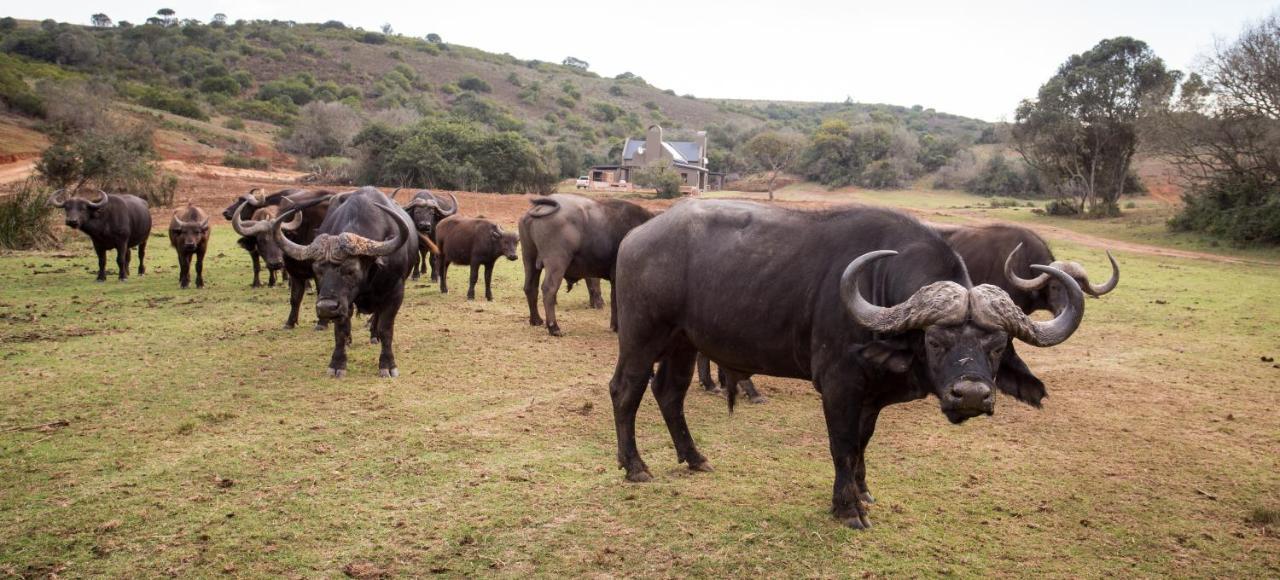 Botlierskop Private Game Reserve Reebok Luaran gambar