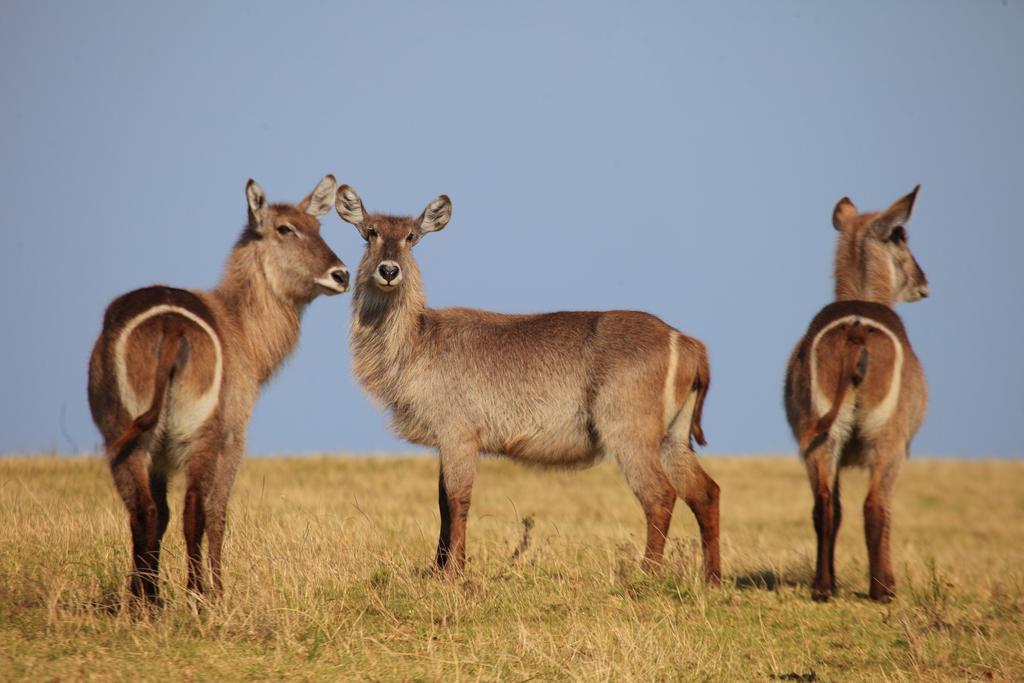Botlierskop Private Game Reserve Reebok Luaran gambar