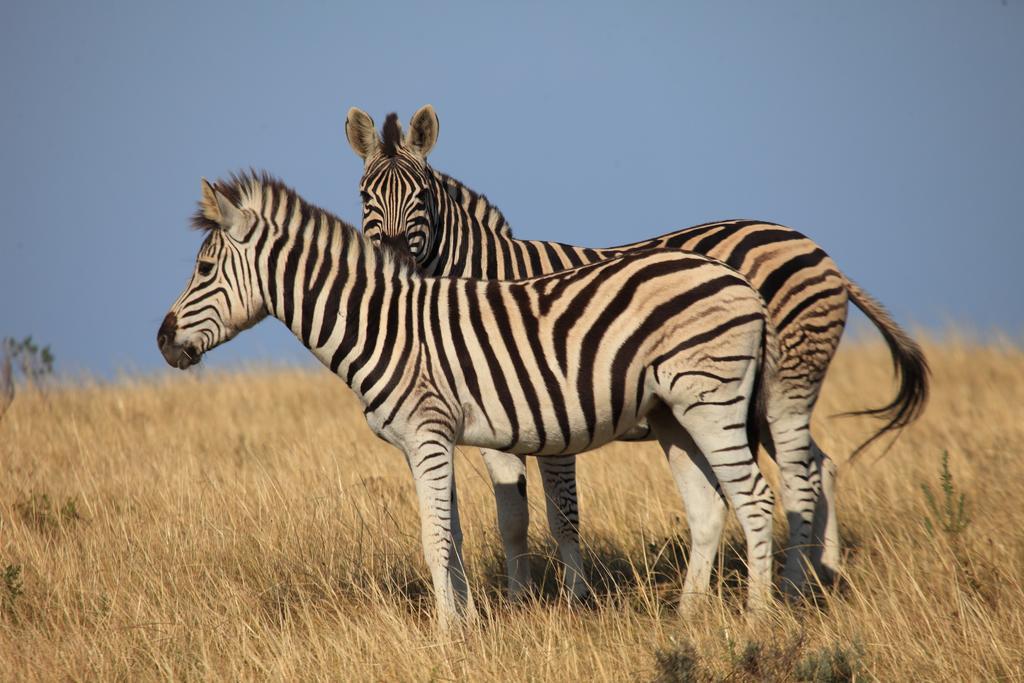 Botlierskop Private Game Reserve Reebok Luaran gambar