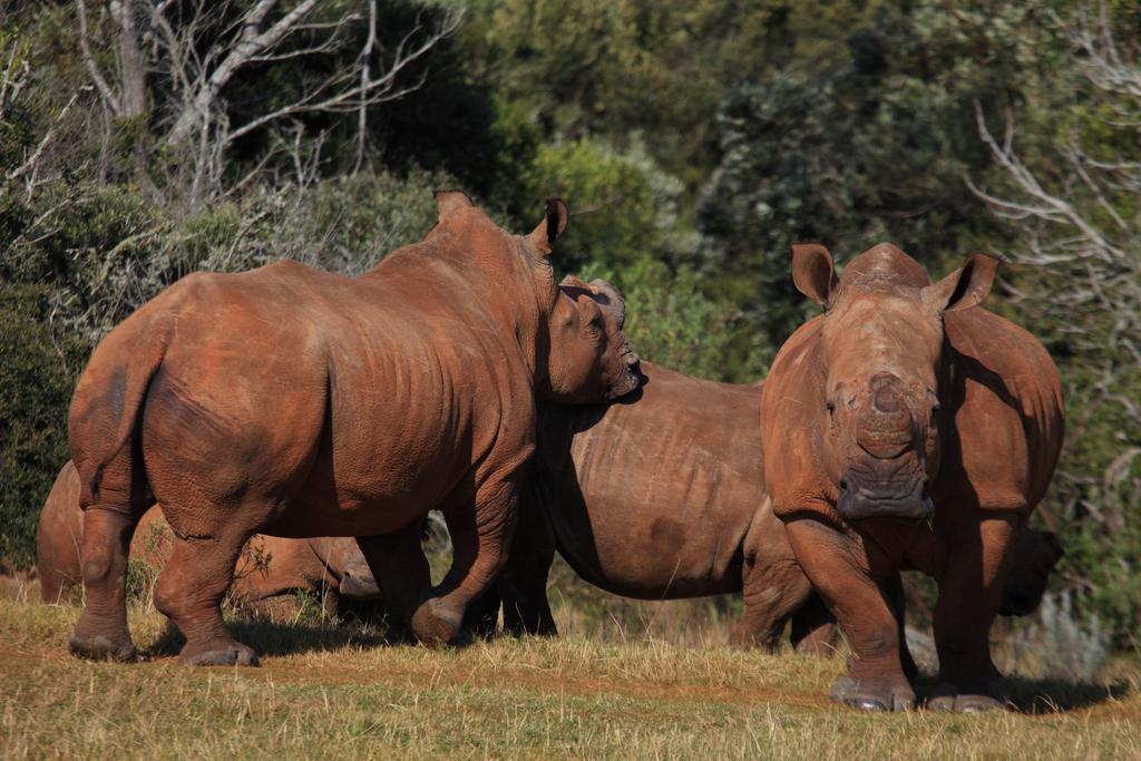 Botlierskop Private Game Reserve Reebok Luaran gambar