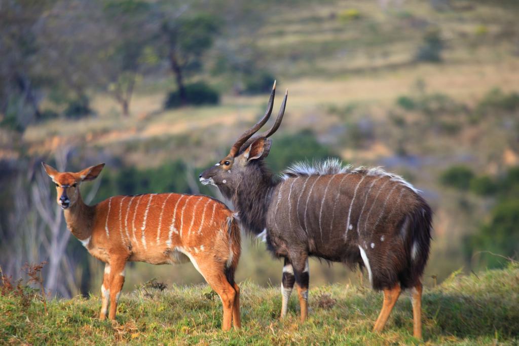 Botlierskop Private Game Reserve Reebok Luaran gambar