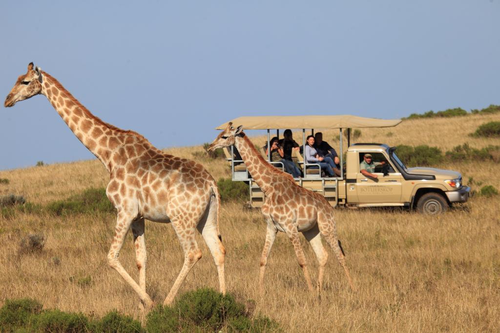 Botlierskop Private Game Reserve Reebok Luaran gambar