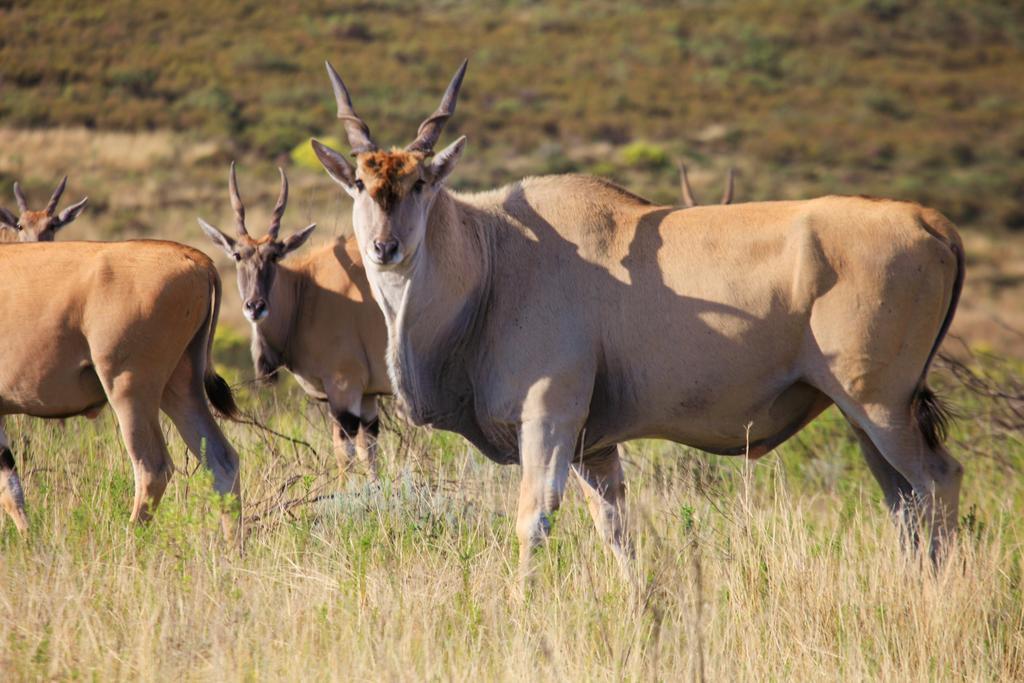 Botlierskop Private Game Reserve Reebok Luaran gambar