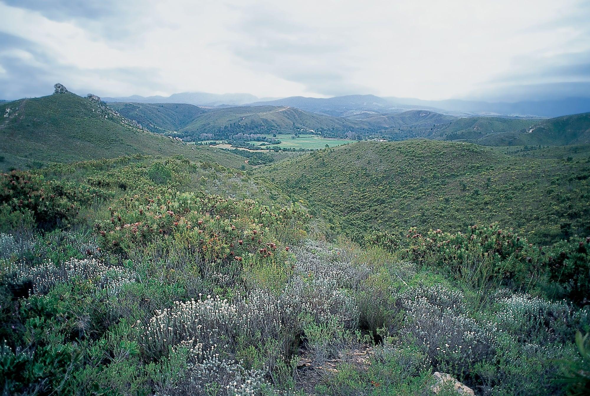 Botlierskop Private Game Reserve Reebok Luaran gambar