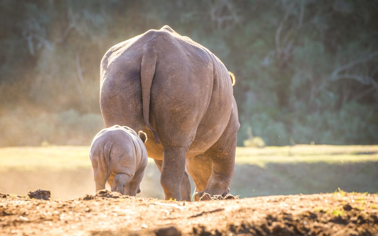 Botlierskop Private Game Reserve Reebok Luaran gambar